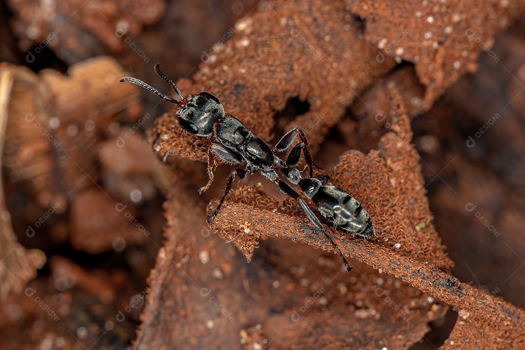 Formiga de galho fêmea adulta do gênero Pseudomyrmex