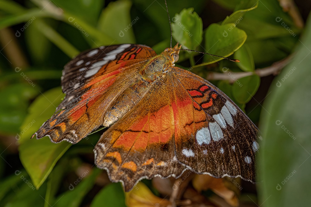 Borboleta-pavão vermelha adulta da espécie Anartia amathea