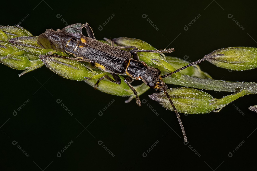 Inseto de cabeça larga adulto da espécie Neomegalotomus parvus