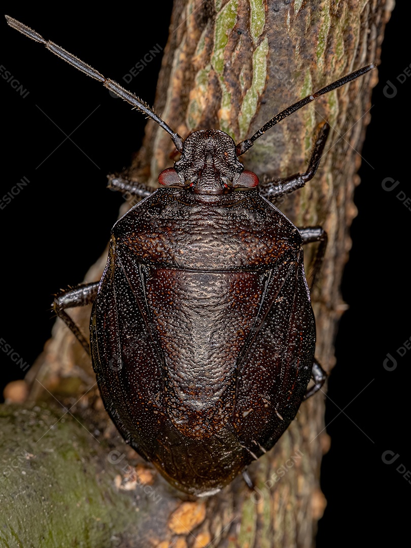 Percevejo adulto da espécie Sibaria armata