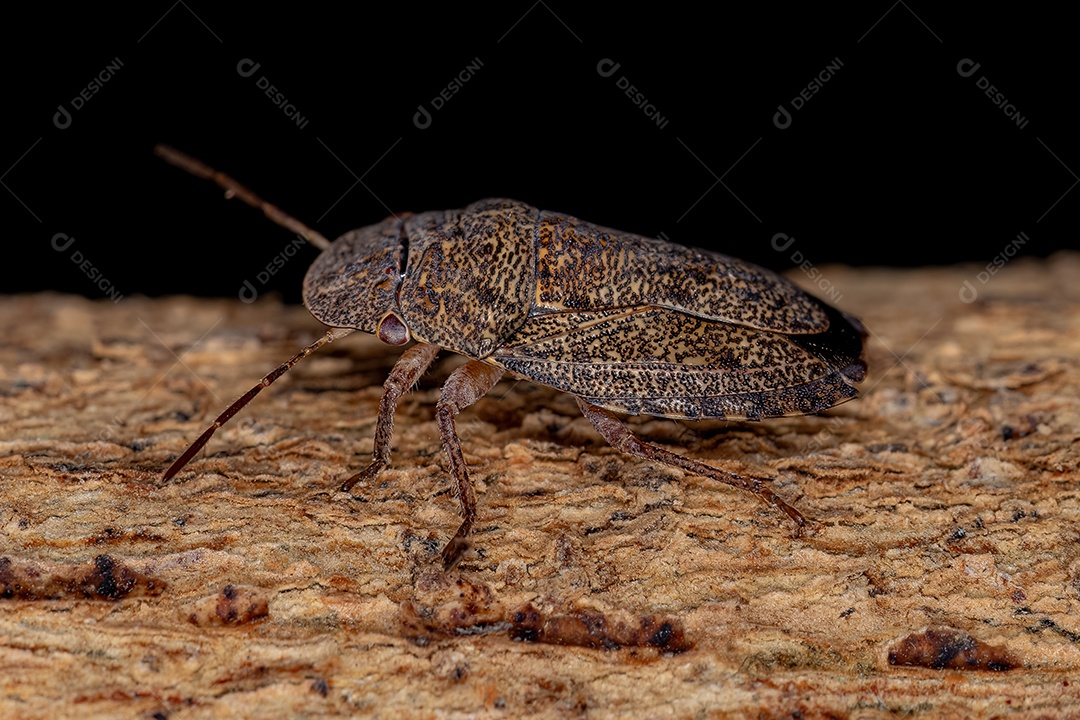 Inseto sobre floresta folhas verde