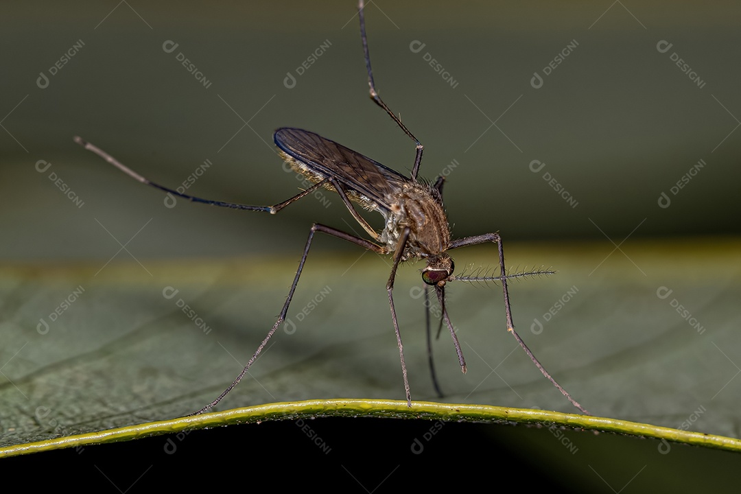 Inseto sobre floresta folhas verde