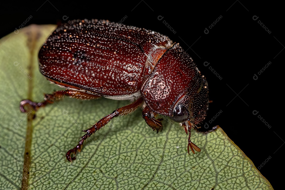 Inseto sobre floresta folhas verde