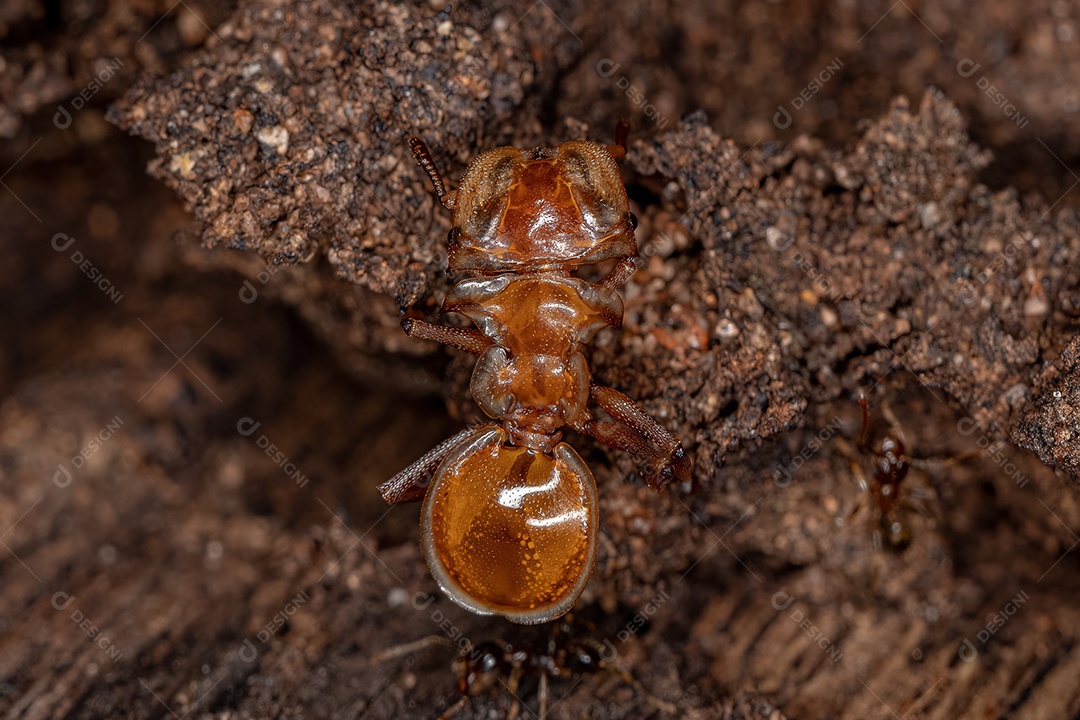 Inseto sobre floresta folhas verde