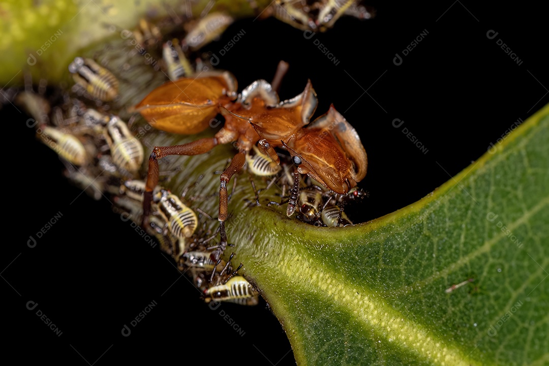 Inseto sobre floresta folhas verde