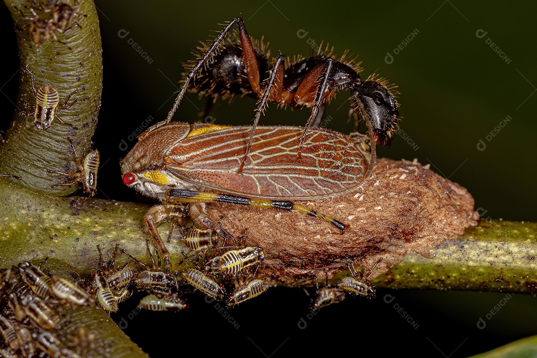 Adulto e ninfas de Aetalionid Treehopper da espécie Aetalion reticulatum e uma formiga carpinteira da espécie Camponotus rufipes