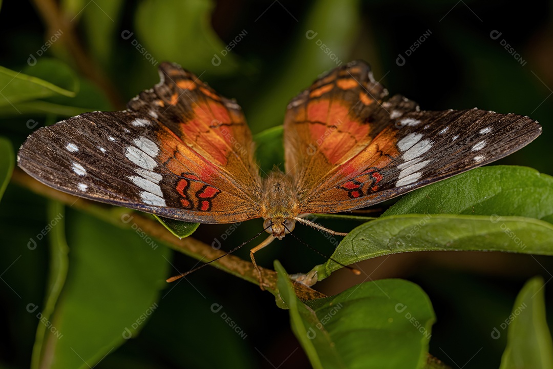 Inseto sobre floresta folhas verde