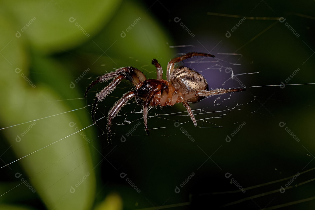 Pequena aranha saltadora da espécie Philira micans