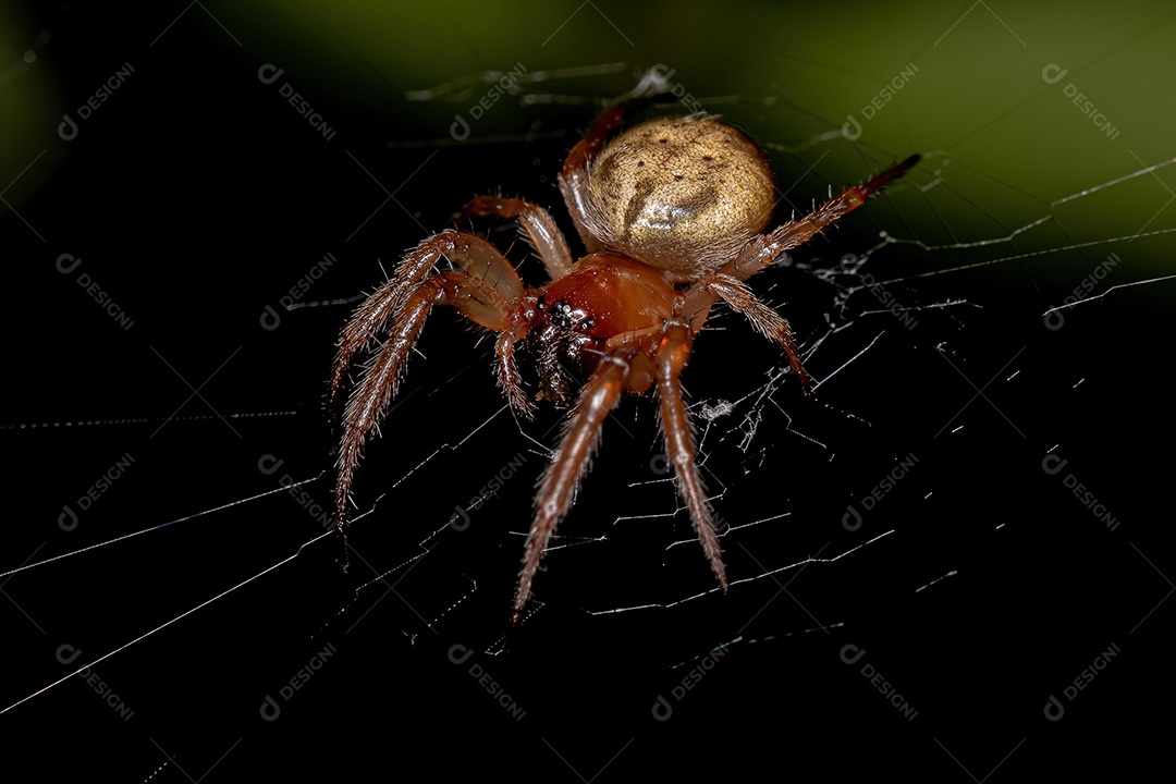 Pequena aranha saltadora da espécie Philira micans