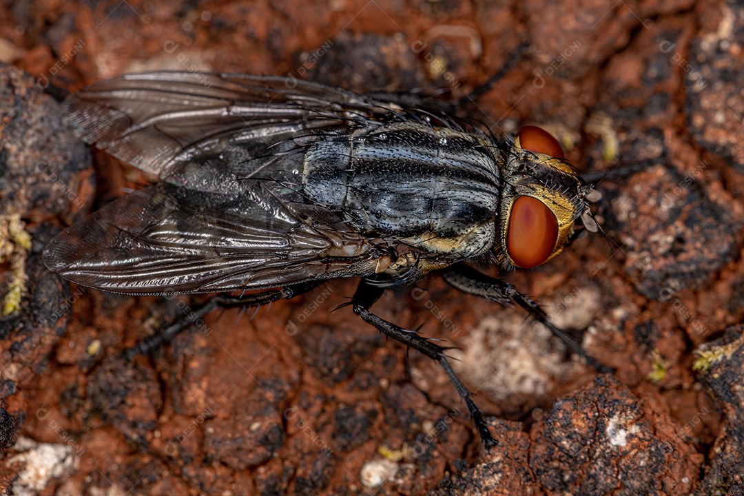 Mosca de carne adulta da família Sarcophagidae