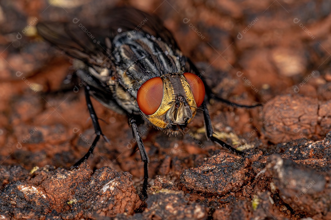 Mosca de carne adulta da família Sarcophagidae