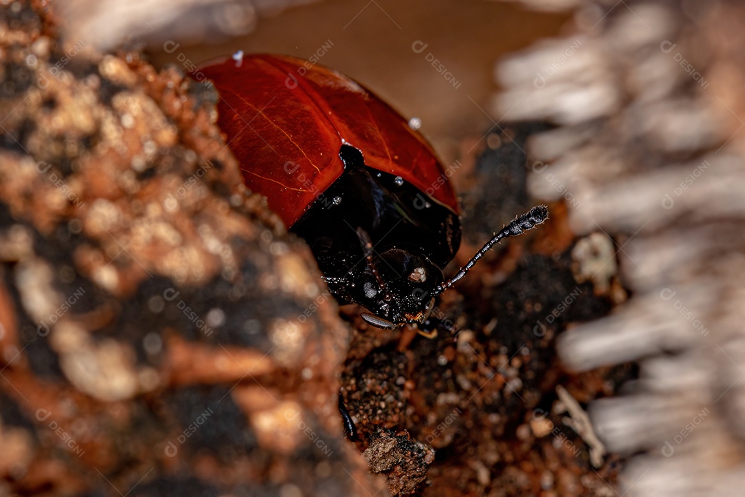 Agradável fungo besouro larvas do gênero aegithus