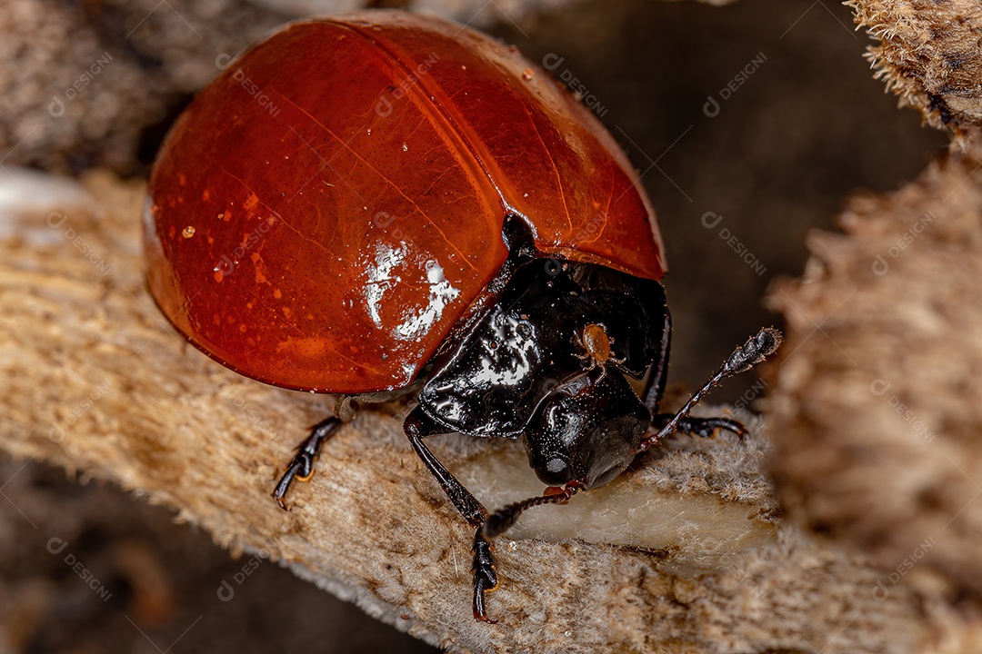Besouro Fungo Agradável Adulto do Gênero Aegithus
