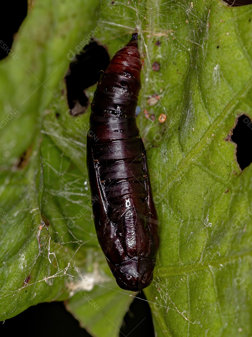 Casulo de mariposa negra da ordem lepidoptera preso em uma folha