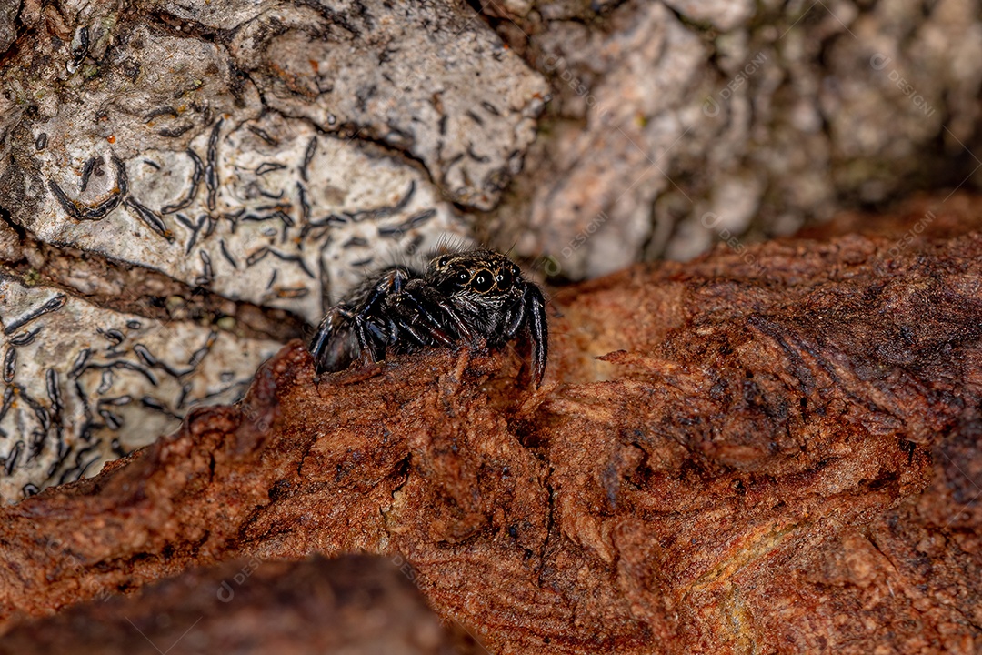 Formiga tartaruga-rainha-preta adulta do gênero Cephalotes