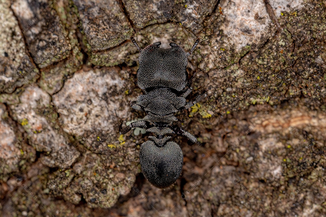 Formiga-tartaruga adulta do gênero Cephalotes