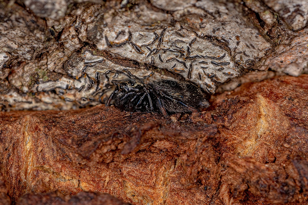 Formiga-tartaruga adulta do gênero Cephalotes