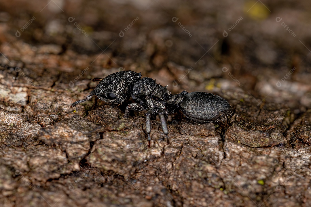 Formiga-tartaruga adulta do gênero Cephalotes