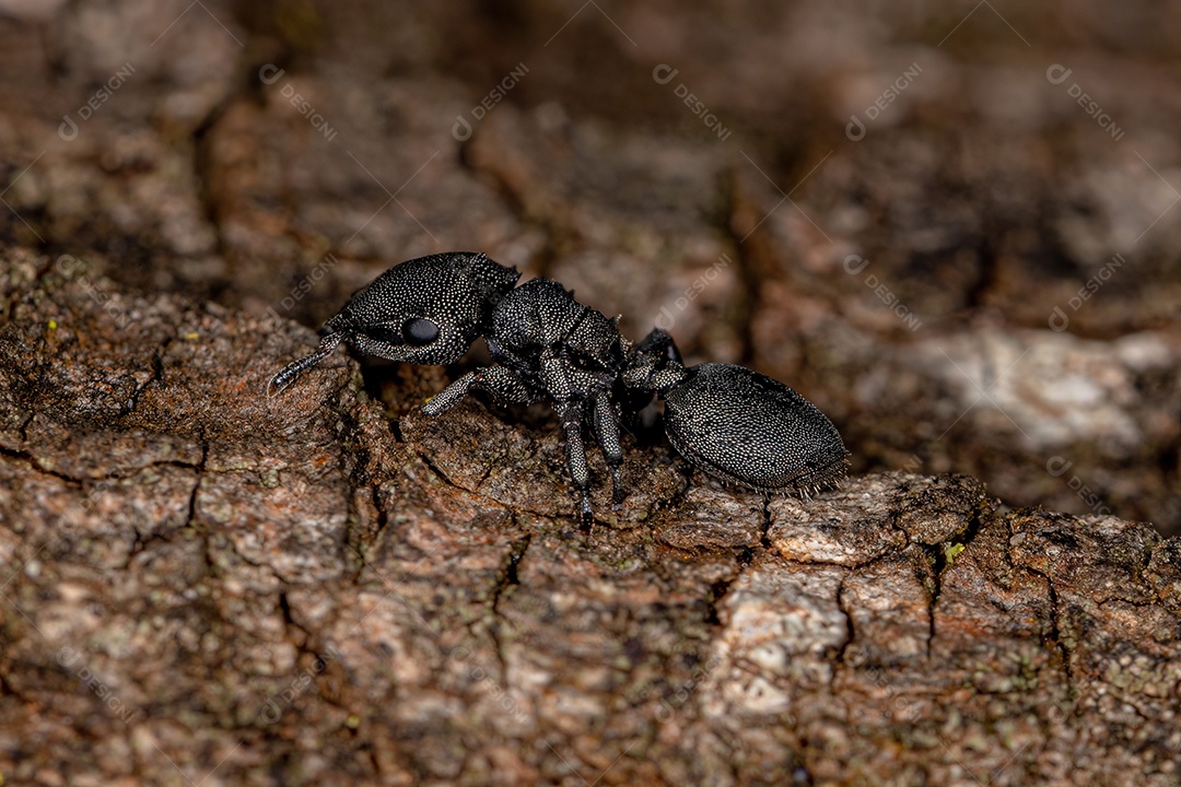 Formiga-tartaruga adulta do gênero Cephalotes