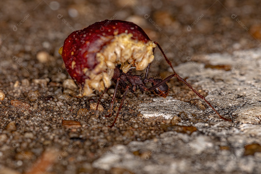 Atta Formiga cortadeira da espécie Atta laevigata carregando um pequeno fruto de figo do gênero ficus
