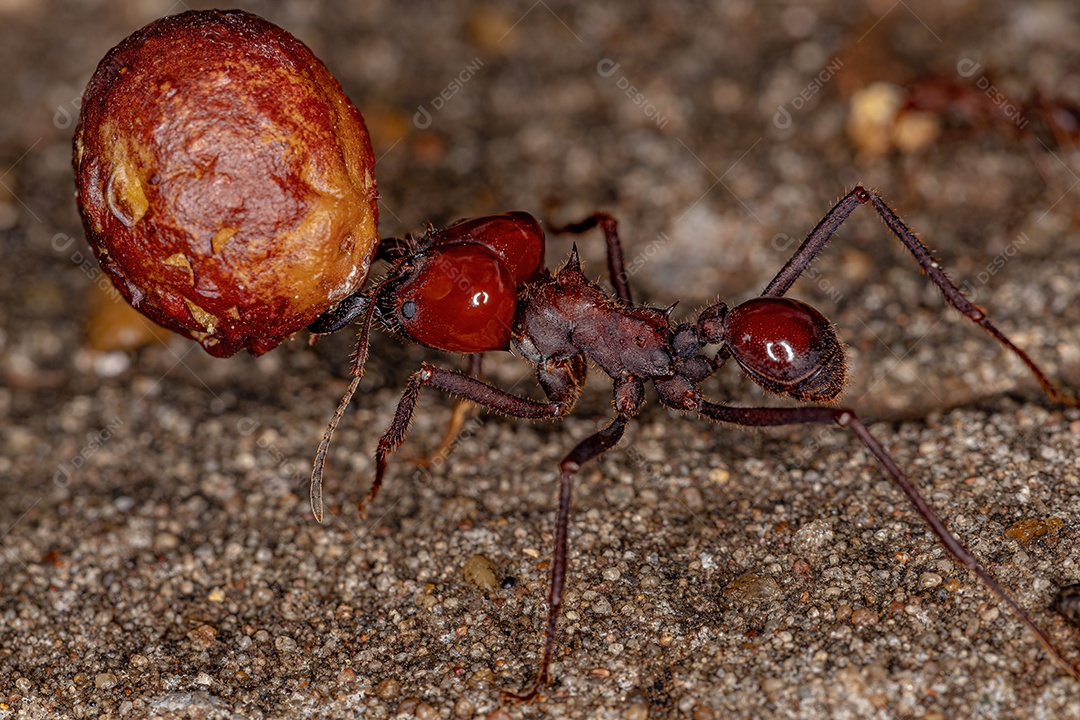 Atta Formiga cortadeira da espécie Atta laevigata carregando um pequeno fruto de figo do gênero ficus