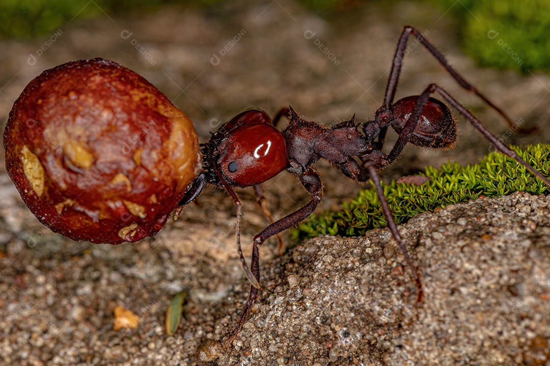 Atta Formiga cortadeira da espécie Atta laevigata carregando um pequeno fruto de figo do gênero ficus