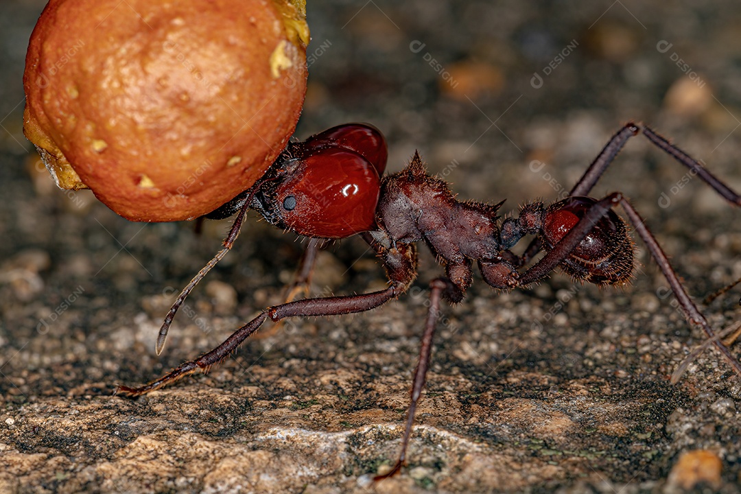 Atta Formiga cortadeira da espécie Atta laevigata carregando um pequeno fruto de figo do gênero ficus