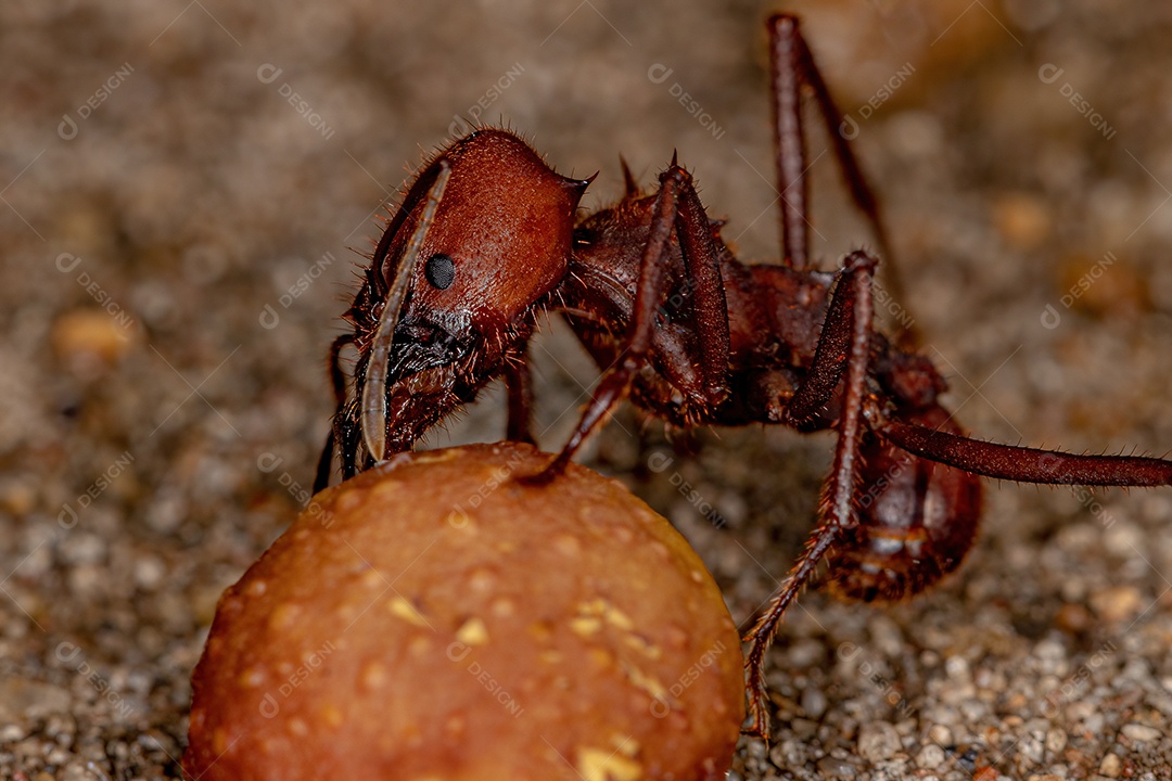 Atta Formiga cortadeira da espécie Atta laevigata carregando um pequeno fruto de figo do gênero ficus