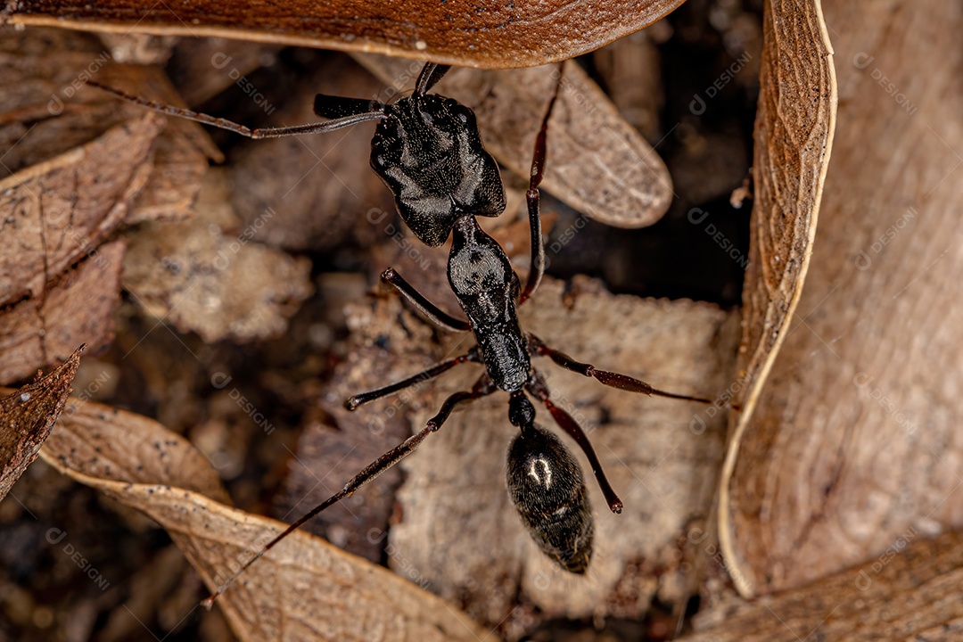 Formiga-mandíbula adulta do gênero Odontomachus