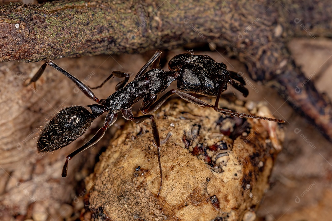 Formiga-mandíbula adulta do gênero Odontomachus