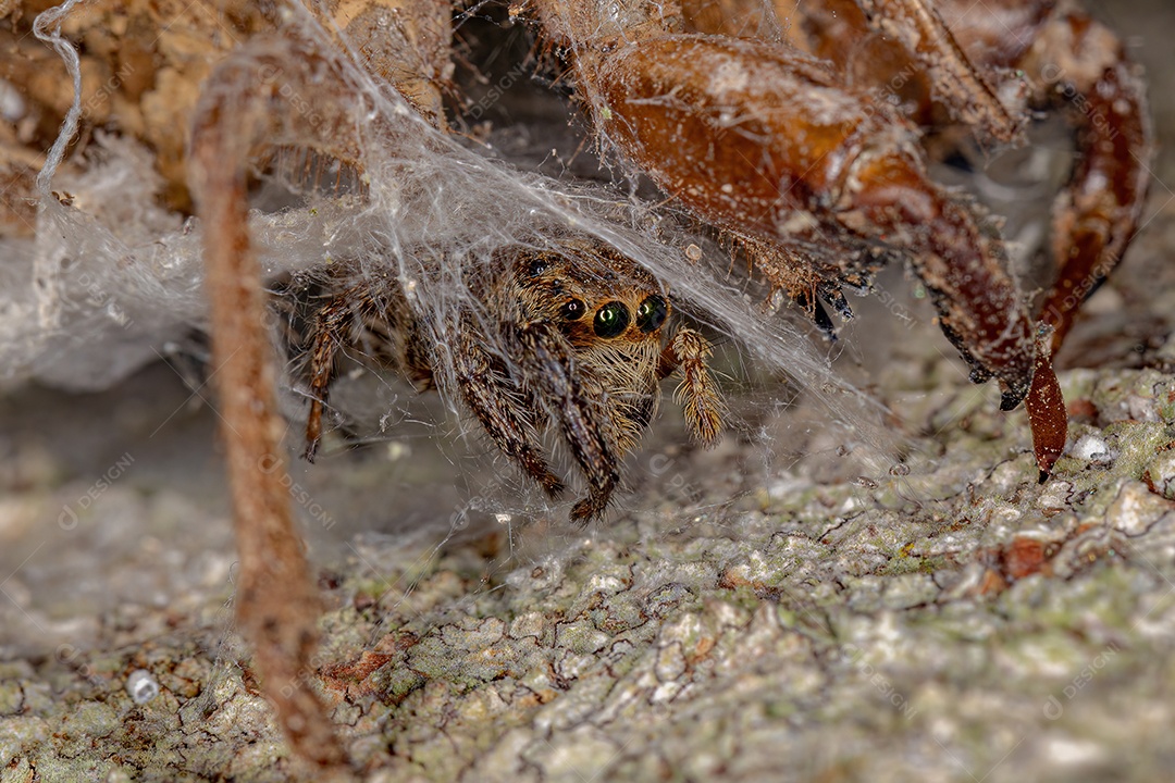 Aranha saltadora pantropical fêmea adulta da espécie Plexippus paykulli em sua toca construída sob uma exúvia de cigarra