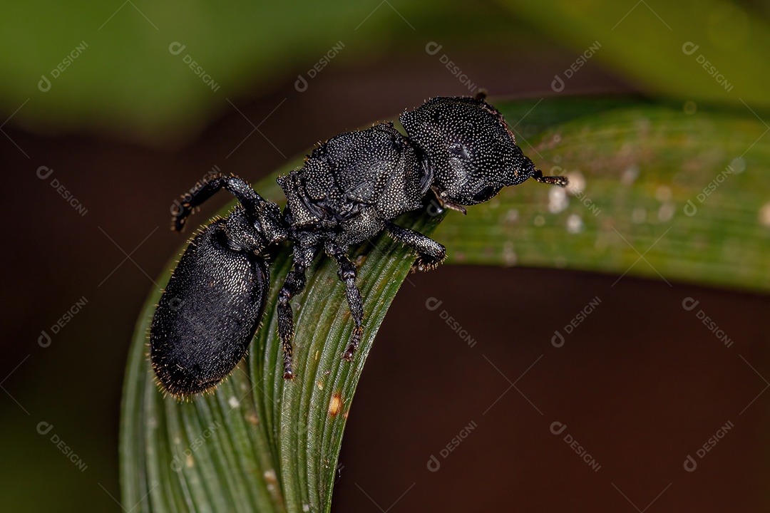 Formiga tartaruga-rainha-preta adulta do gênero Cephalotes