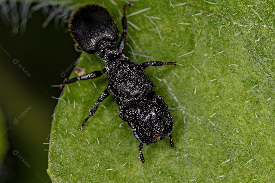 Formiga tartaruga-rainha-preta adulta do gênero Cephalotes