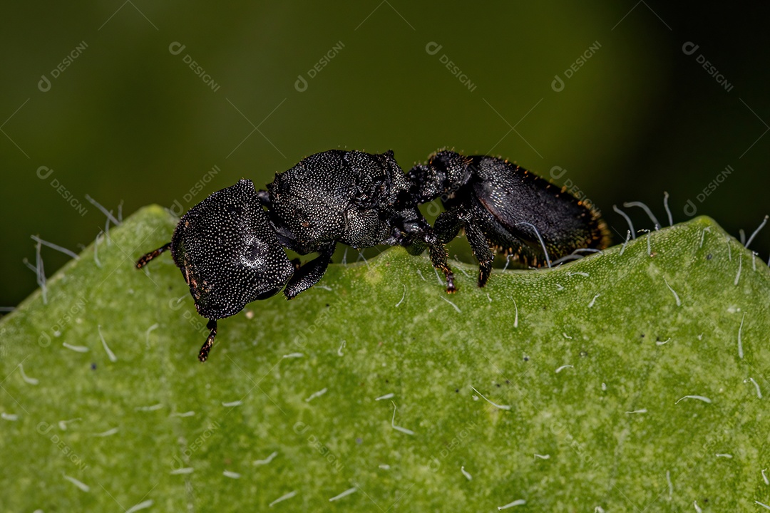 Formiga tartaruga-rainha-preta adulta do gênero Cephalotes