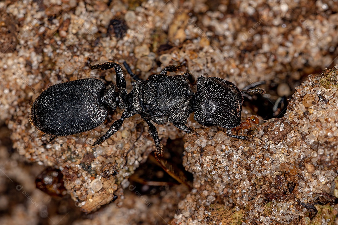 Formiga tartaruga-rainha-preta adulta do gênero Cephalotes