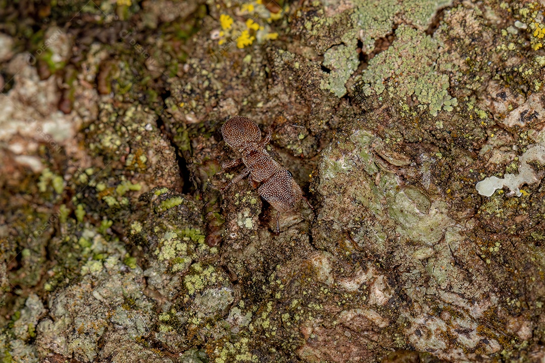 Formiga-tartaruga adulta do gênero Cephalotes