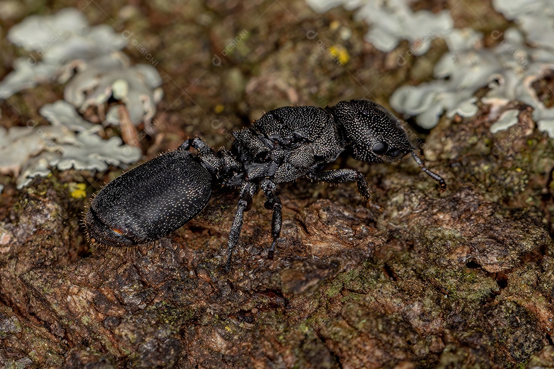 Formiga tartaruga-rainha-preta adulta do gênero Cephalotes