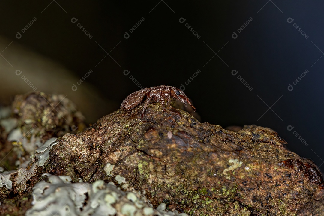 Formiga-tartaruga adulta do gênero Cephalotes