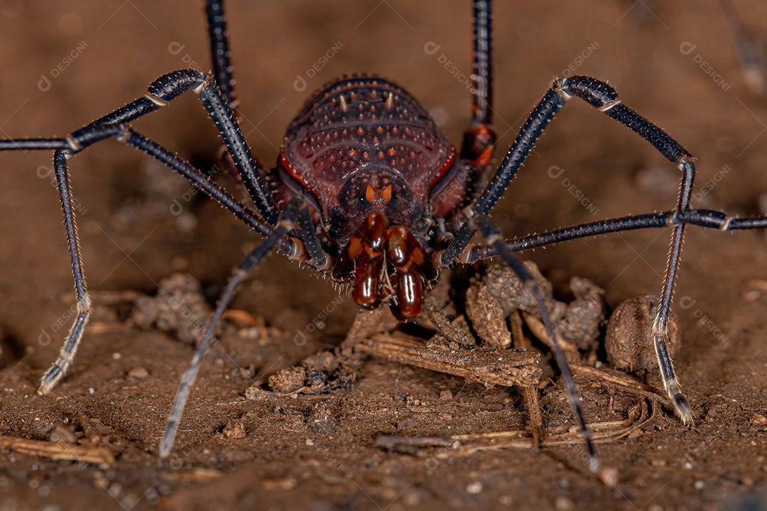 Operários goniléptidos adultos do gênero Discocyrtanus