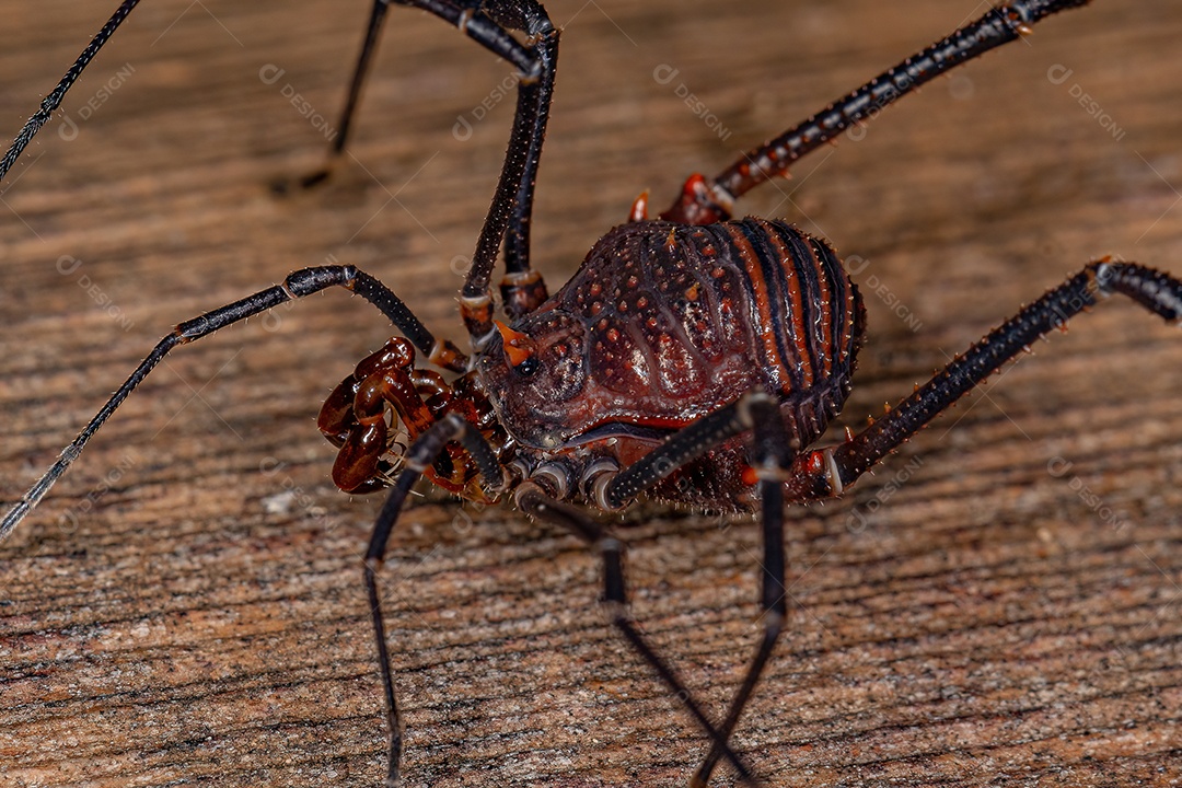 Operários goniléptidos adultos do gênero Discocyrtanus