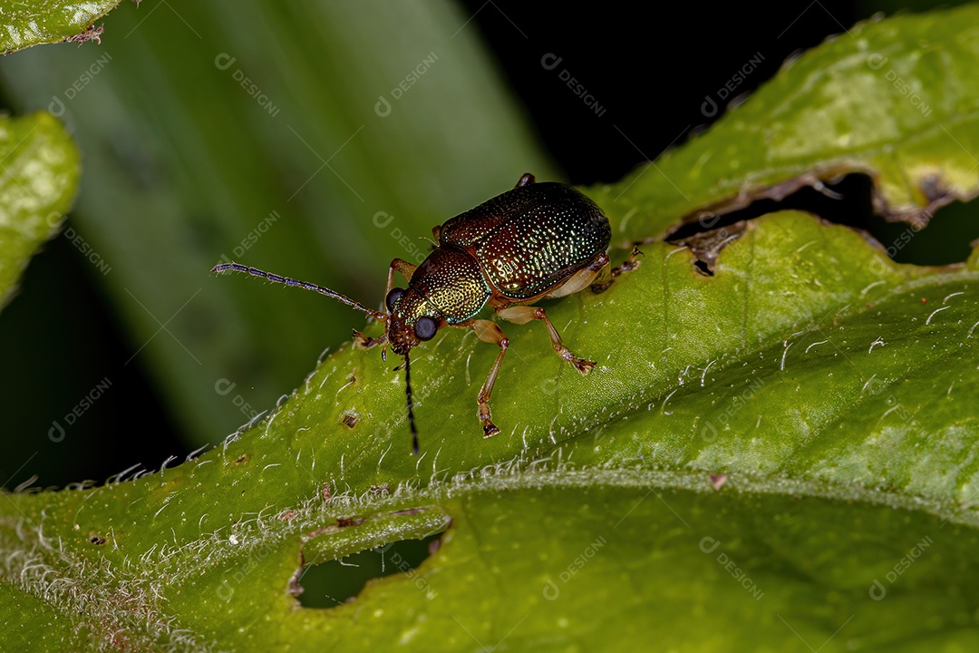 Besouro da folha adulto da subfamília Eumolpinae
