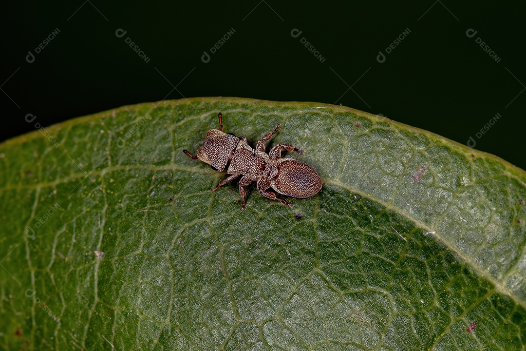 Formiga-tartaruga adulta do gênero Cephalotes