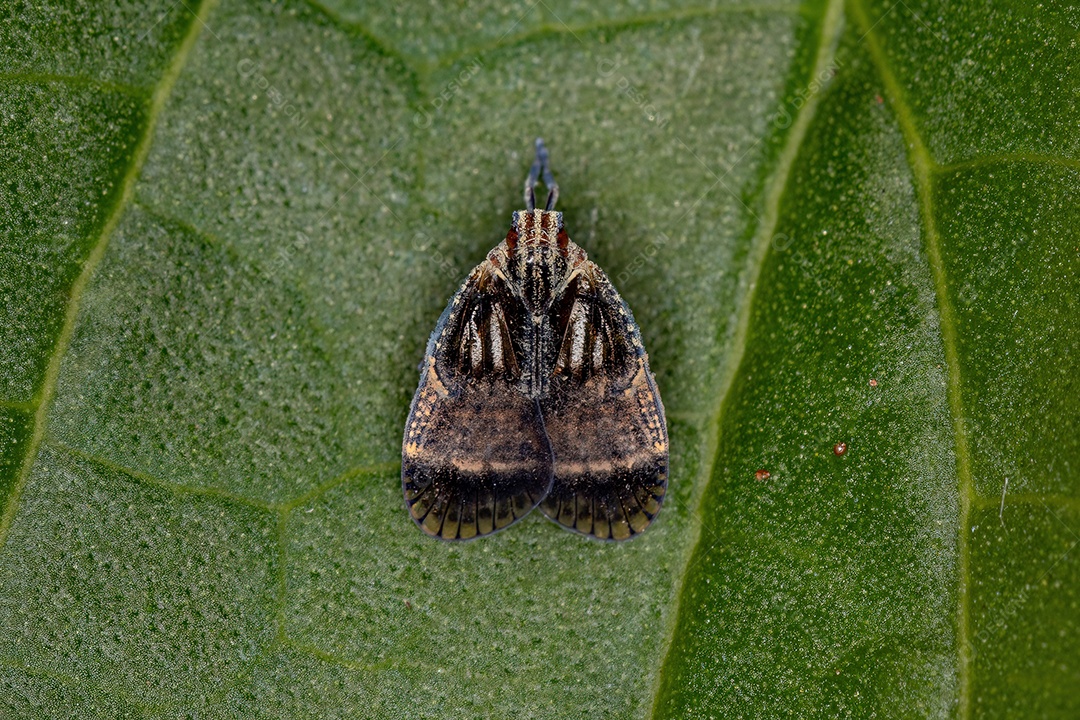 Cigarrinha pequena adulta da família Cixiidae