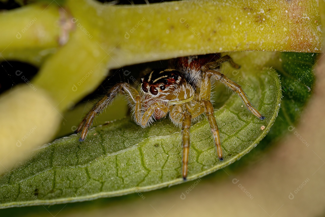 Pequena Aranha Saltadora do Gênero Frigga