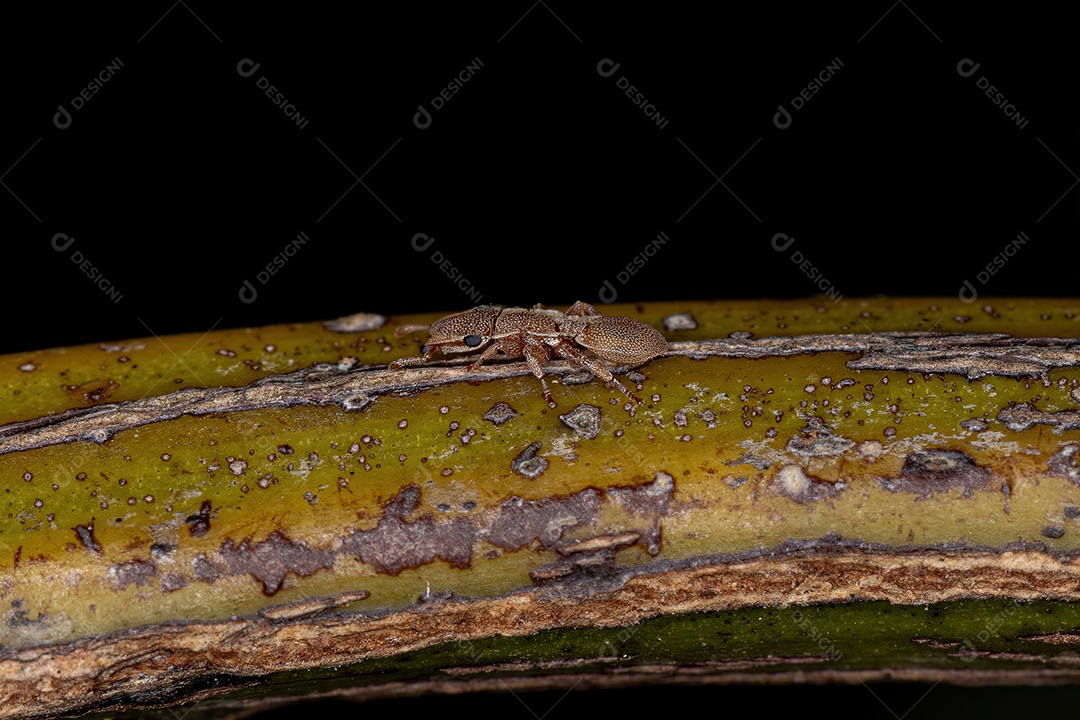 Inseto sobre folha verde floresta