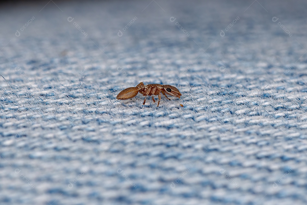 Formiga-tartaruga adulta do gênero Cephalotes