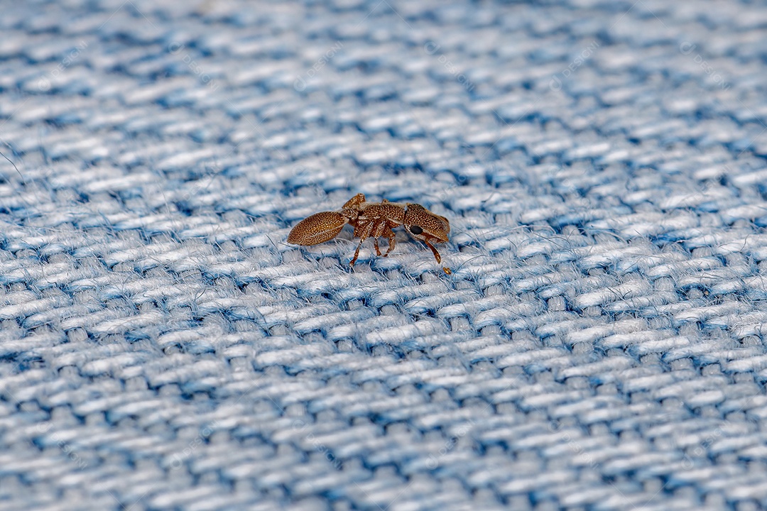 Formiga-tartaruga adulta do gênero Cephalotes