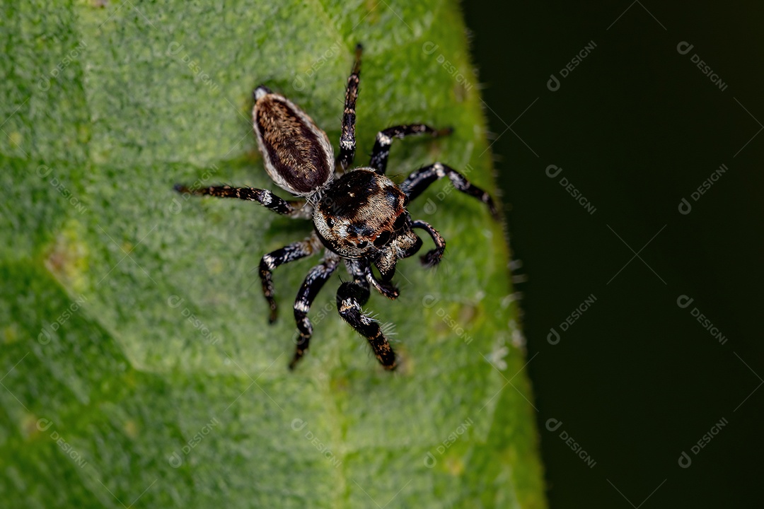 Aranha saltadora macho adulto da subtribo dendryphantina