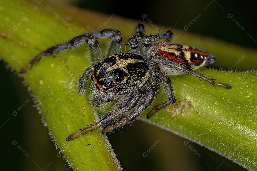 Aranha saltadora macho adulto da subtribo dendryphantina