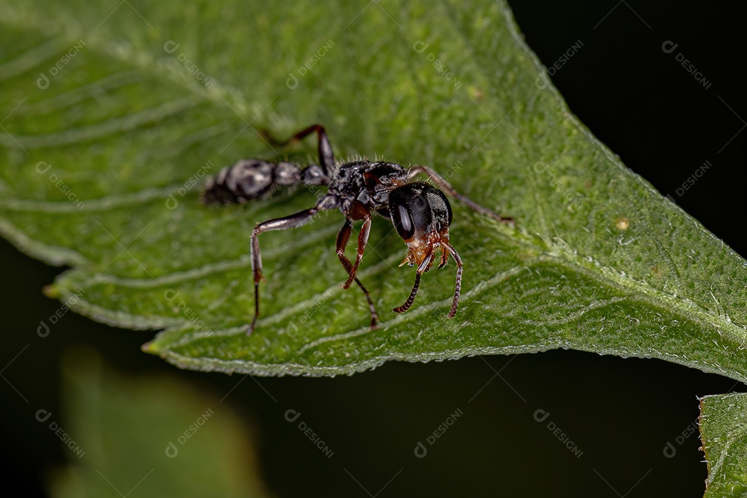 Formiga de galho fêmea adulta do gênero Pseudomyrmex